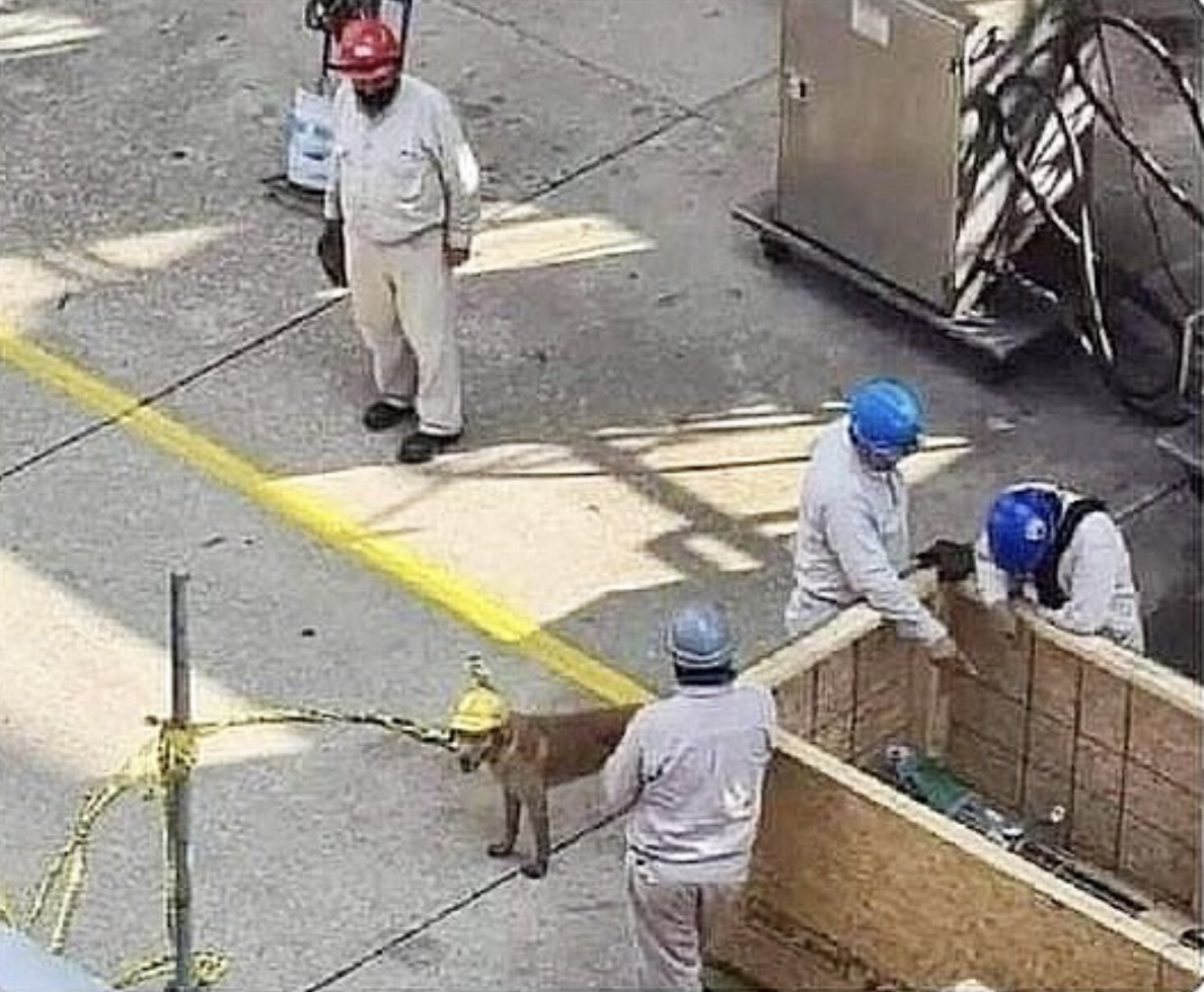Guarromantico_'s tweet photo. ¿Se acuerdan del perro que se metía al salón? Pues ya es ingeniero. https://t.co/i4Xu6YCPze