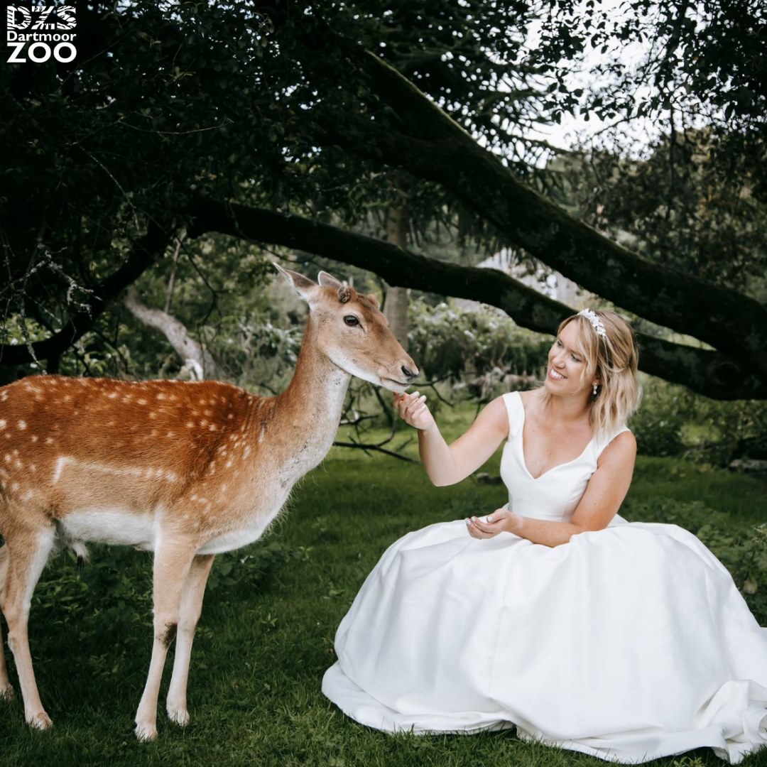Dartmoor Zoo on Twitter "If you're one of the lucky romantics who got
