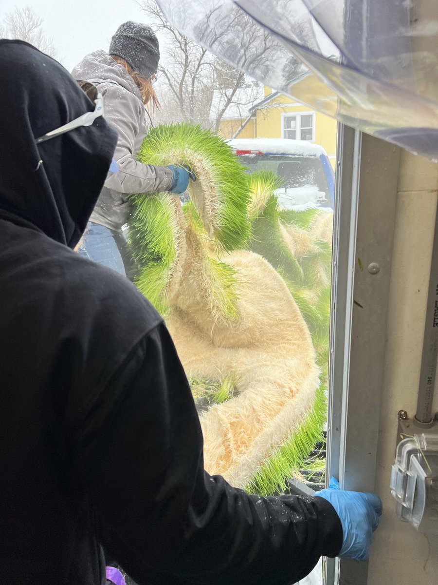 FarmBox_Foods's tweet photo. Everyday is harvesting day when you own one of our containerized Hydroponic Fodder Farms. Today’s load is going to an alpaca ranch just up the road.
#alpacas #snow #snowday #fodder #hydroponics #wethay #livestock #foodsecurity #animals #farmanimals #farmlife #agtech #farm https://t.co/M61Hor6EZk