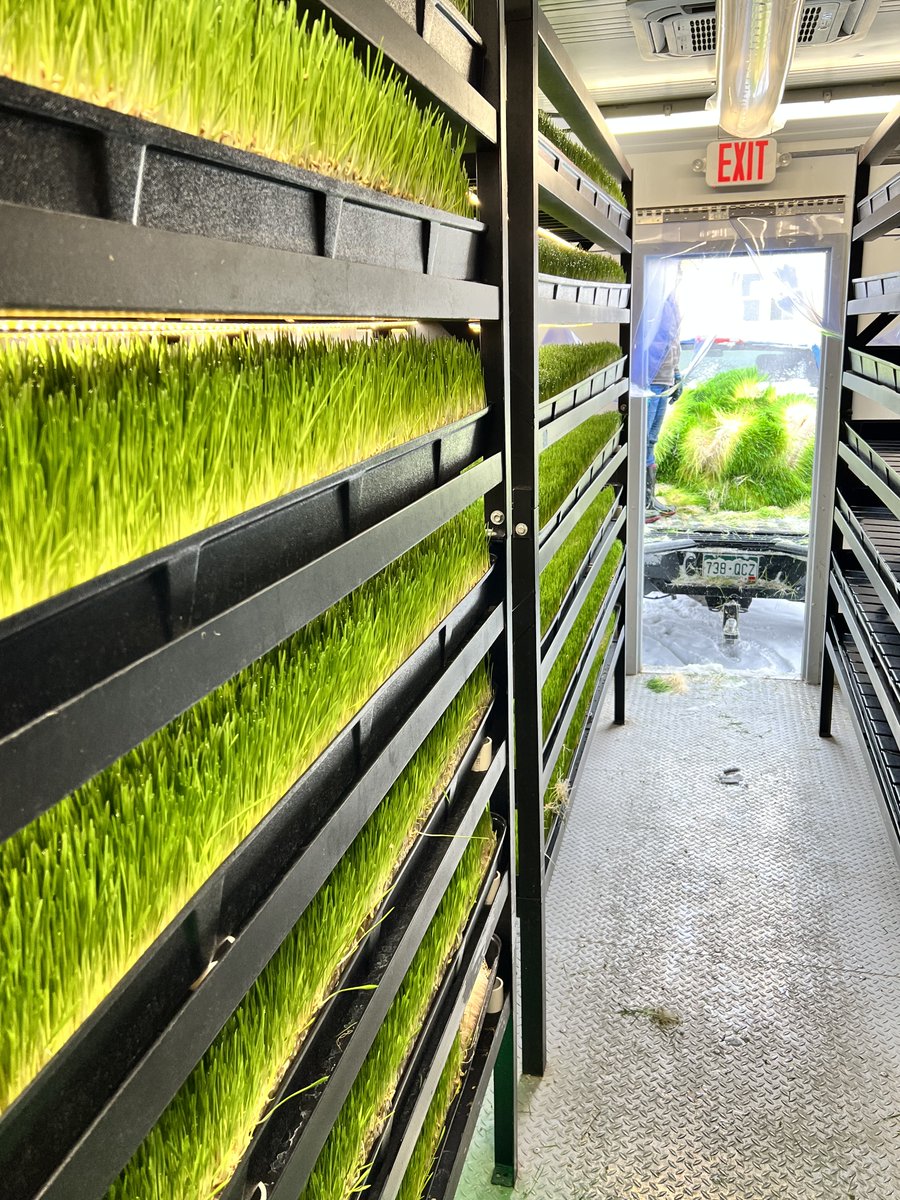 FarmBox_Foods's tweet photo. Everyday is harvesting day when you own one of our containerized Hydroponic Fodder Farms. Today’s load is going to an alpaca ranch just up the road.
#alpacas #snow #snowday #fodder #hydroponics #wethay #livestock #foodsecurity #animals #farmanimals #farmlife #agtech #farm https://t.co/M61Hor6EZk