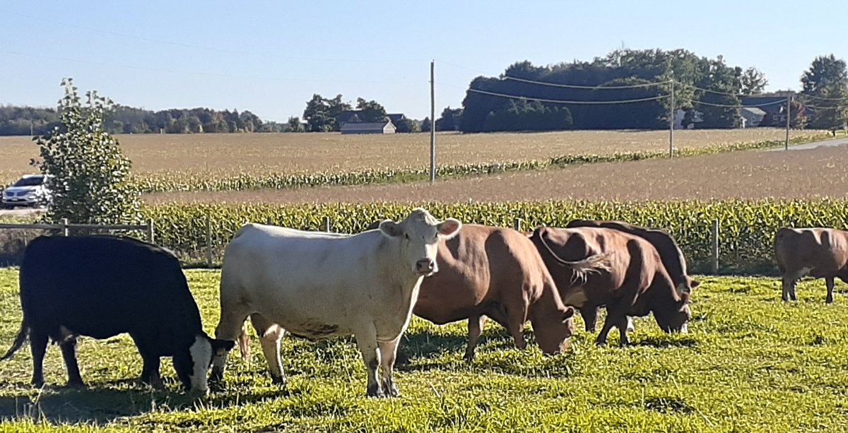 Perth County Beef Farmers tweet media
