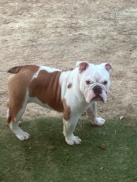 DuanePoole15's tweet photo. @Caline53038865 I know you got 2 new followers me and Lil Charlie!! https://t.co/x3emNTlvNh