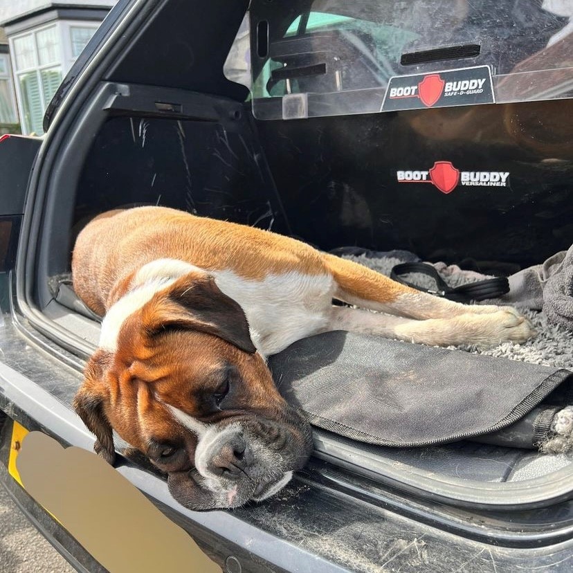 Wednesdays can be ruff. Must have nap 😴

#YorkshireHour #ShropshireHour #CambsHour #OxHour #MidlandsHour #SalisburyHour #suahour #WarwickHour #westmidlandshour #CardiffHour #StaffordshireHour #woofwoofwednesday