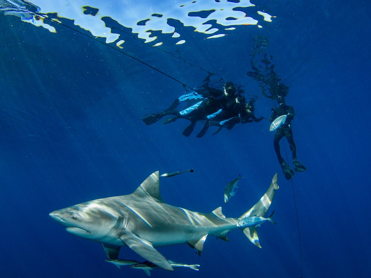 Another incredible day with the bull sharks! We love allowing people to experience sharks in their natural habitat; it's a great way to promote education and conservation! 🦈💙 #sharks #bullshark #sharkdiving #florida #swimwithsharks #underwaterphotography #diving #westpalmbeach