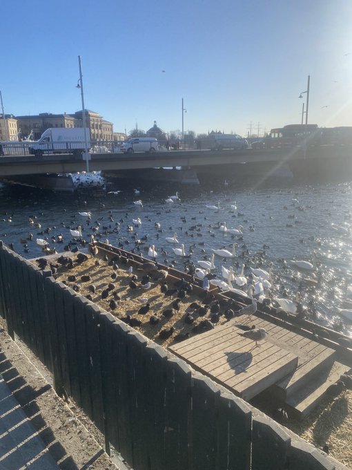 Hi✨ today i saw some birds and it was cool💖 #birds #Stockholm #catgirl https://t.co/1QLgZNkAB1<a href="/tag/birds"class="tags">#birds</a><a href="/tag/stockholm"class="tags"><span>#stockholm</span></a><a href="/tag/catgirl"class="tags"><span>#catgirl</span></a>