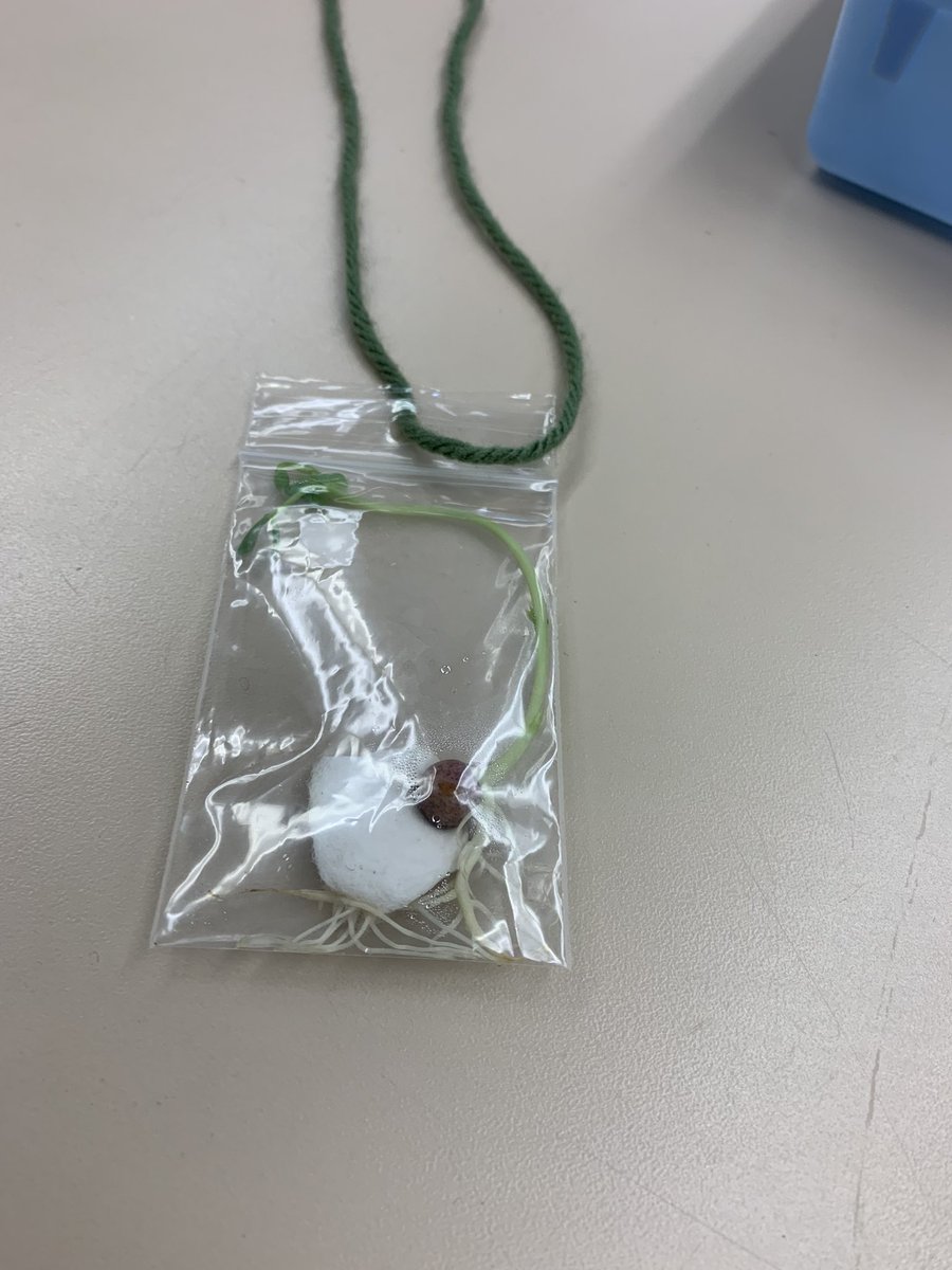 ninianpoetree's tweet photo. I think it’s time to plant this living necklace! #LittleGreenThumbs #TeachingFromTheGarden #VerdandtPedagogy #JoysOfTeaching @littlegrnthumbs @aitcmb_kira https://t.co/h9UPskBl27