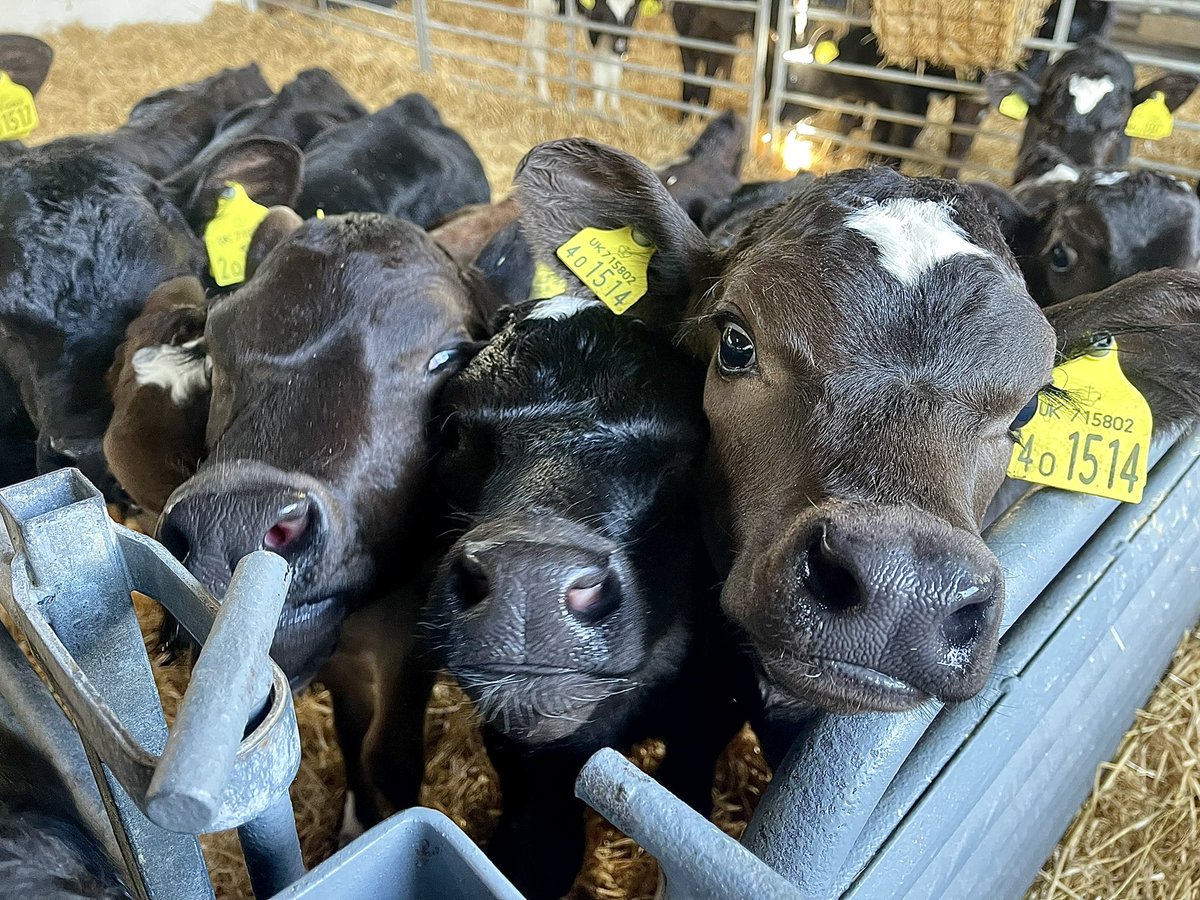 Caitlin Jones tweet media