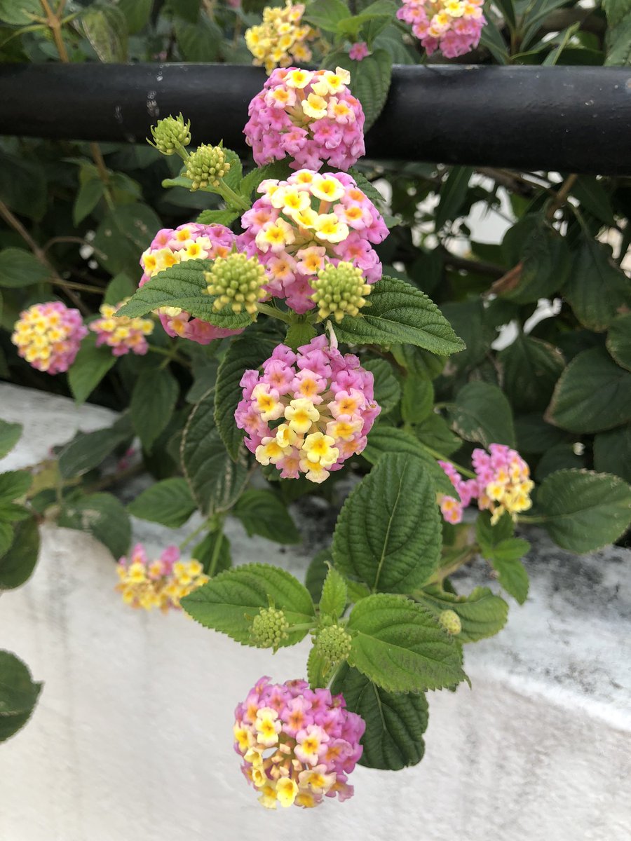 Anna-Marie Watson tweet media