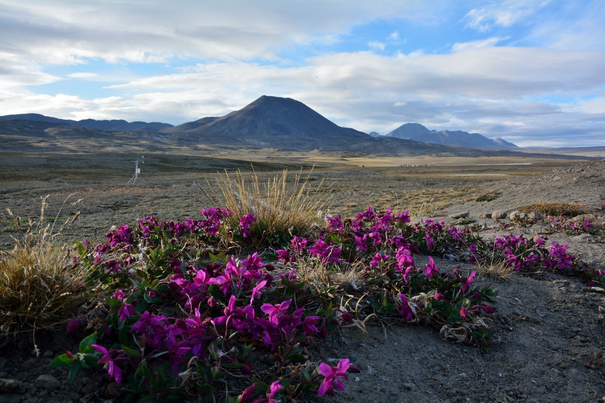 iheartseaweed's tweet photo. Interested in learning more about Arctic research in Canada? Join us for a one-day symposium, featuring invited speakers and a poster session! Registration and poster submissions are open now: https://t.co/Z6S6mZI2bV @MuseumofNature @ArcticNet https://t.co/saTcgF8pW6