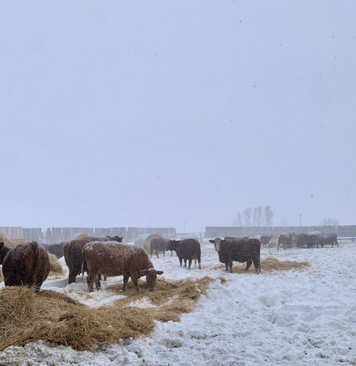 JosiePedersen9's tweet photo. #CdnAgDay Can’t wait to see what the future holds in this industry! https://t.co/I6Xpzlwfdh