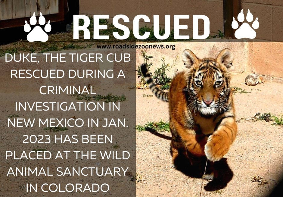 Duke the tiger cub rescued during a criminal investigation last month has been permanently placed at The Wild Animal Sanctuary in Colorado 🐅🎉

#wildanimalsanctuary #truesanctuary #tigercub #tiger #rescued #animalrescue #saveanimals #animalsanctuary #roadsidezoonews #zoo #gfas