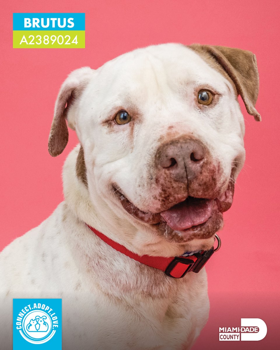 AdoptMiamiPets's tweet photo. Give these cuties a warm welcome tomorrow morning at 11 a.m. We're showing them off during our live virtual adoption event! Join on Facebook tomorrow @adoptmiamipets 
#AdoptDontShop #VirtualAdoption #ShelterDogs #Dogs #DogAdoption https://t.co/OzPCVDU1MU