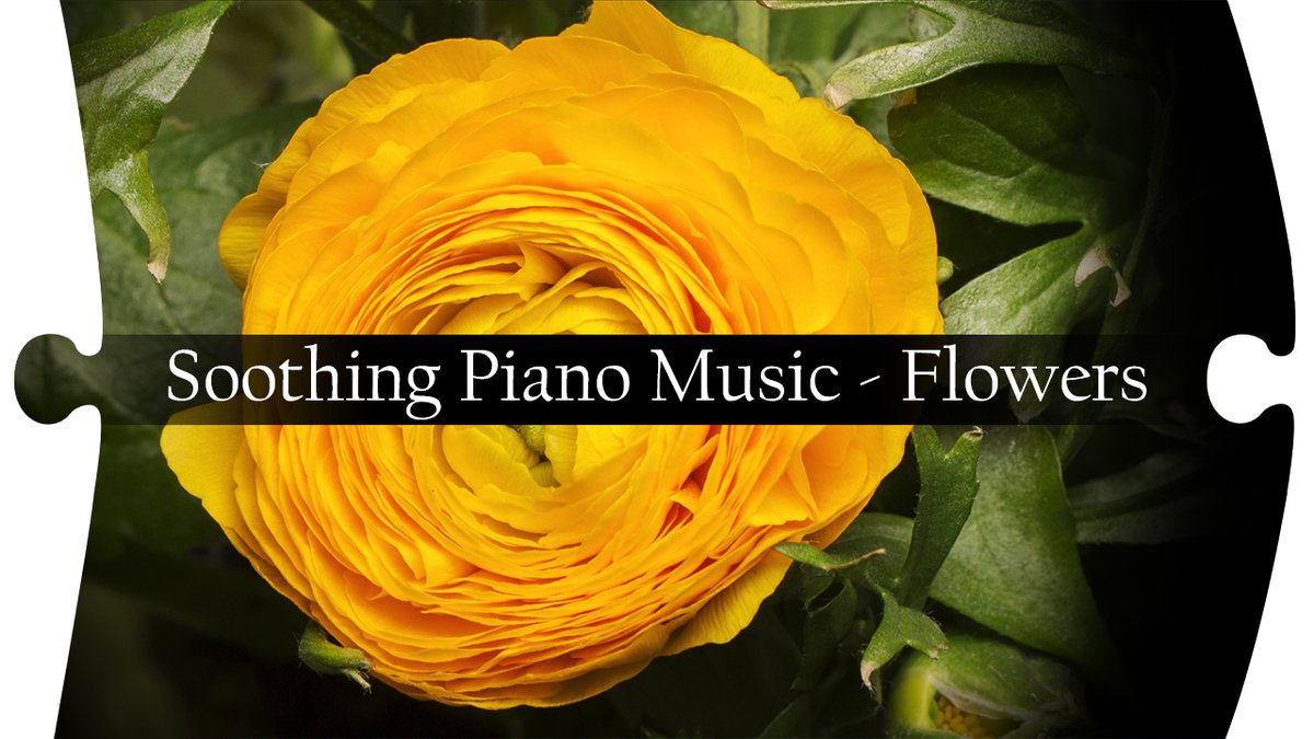 MusicMvcrea's tweet photo. Nouvelle vidéo sur ma chaîne YouTube! J'espère qu'elle te plaira ! ♥
New video on my YouTube channel! I hope you will like it! ♥
https://t.co/KxsCQ5DyDF
---
#musicandvideo #flowers #nature #beautiful #colors #colorfull #flowermagic #photo #beautifulflowers #blooming #piano https://t.co/LZBRNJFHjh