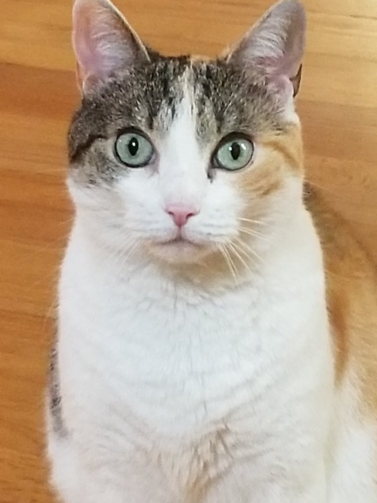 Thank you <a href="/Chewy/">Chewy</a> for your great service and care for Calicat. #customerexperience #petloss