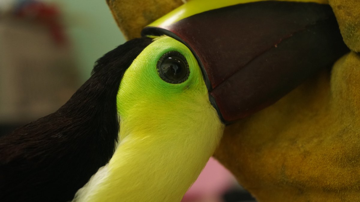 We have great news for our explore.org fans. You can now tune in to our new Toucan TV and see Curtis, the Chestnut Mandible Toucan LIVE! 💚Remember that you can be part of the $2 for Toucan Club with Venmo.account.venmo.com/u/toucanrescue…