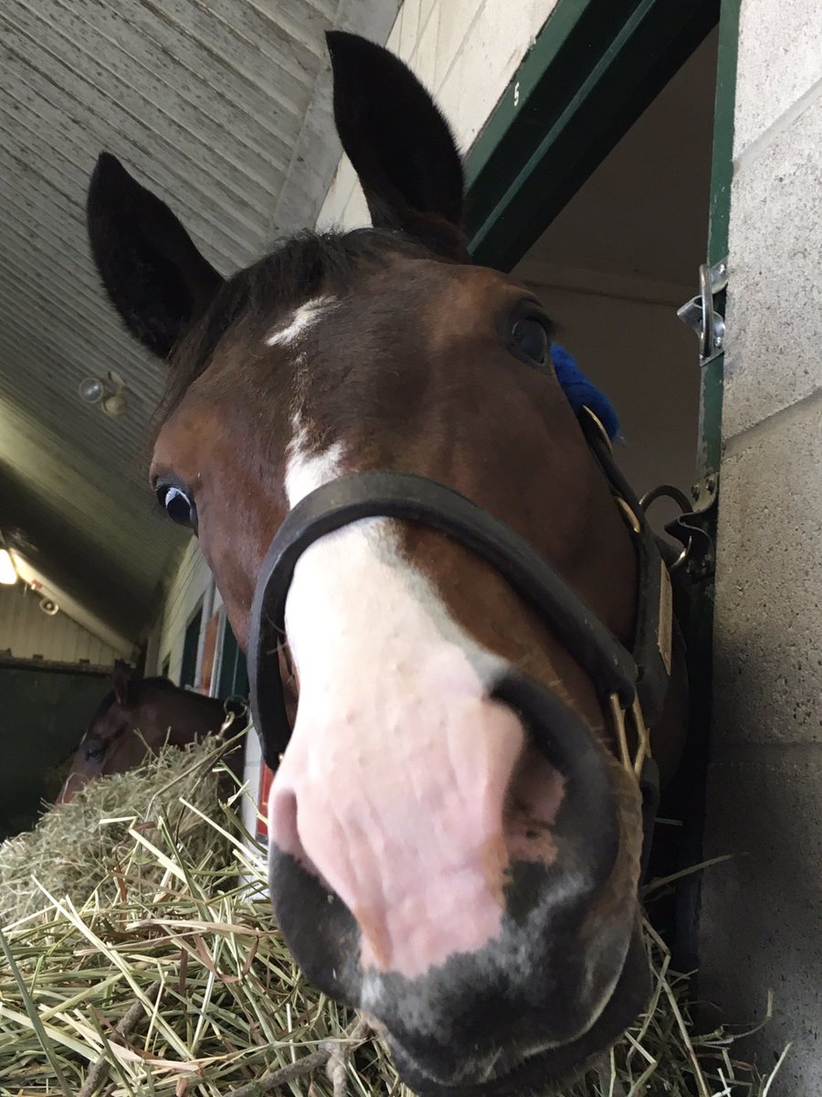 ClothesHorse39's tweet photo. #Winner Happy to see the guy with the best #CookieFace in the barn win race 5 @GulfstreamPark this afternoon after such a long layoff! Congrats @casselcox @JohnMenary4 well deserved! ππ¨π¦ππ #HorseRacing #MoreThanReady #Spoiled π¬π¬ #CuteNoseAlert https://t.co/2zqdt7c3yG