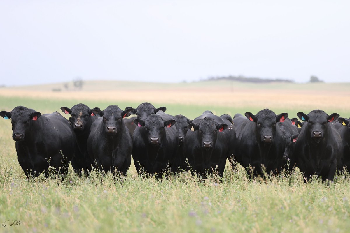 Bull Oak Well Angus tweet media