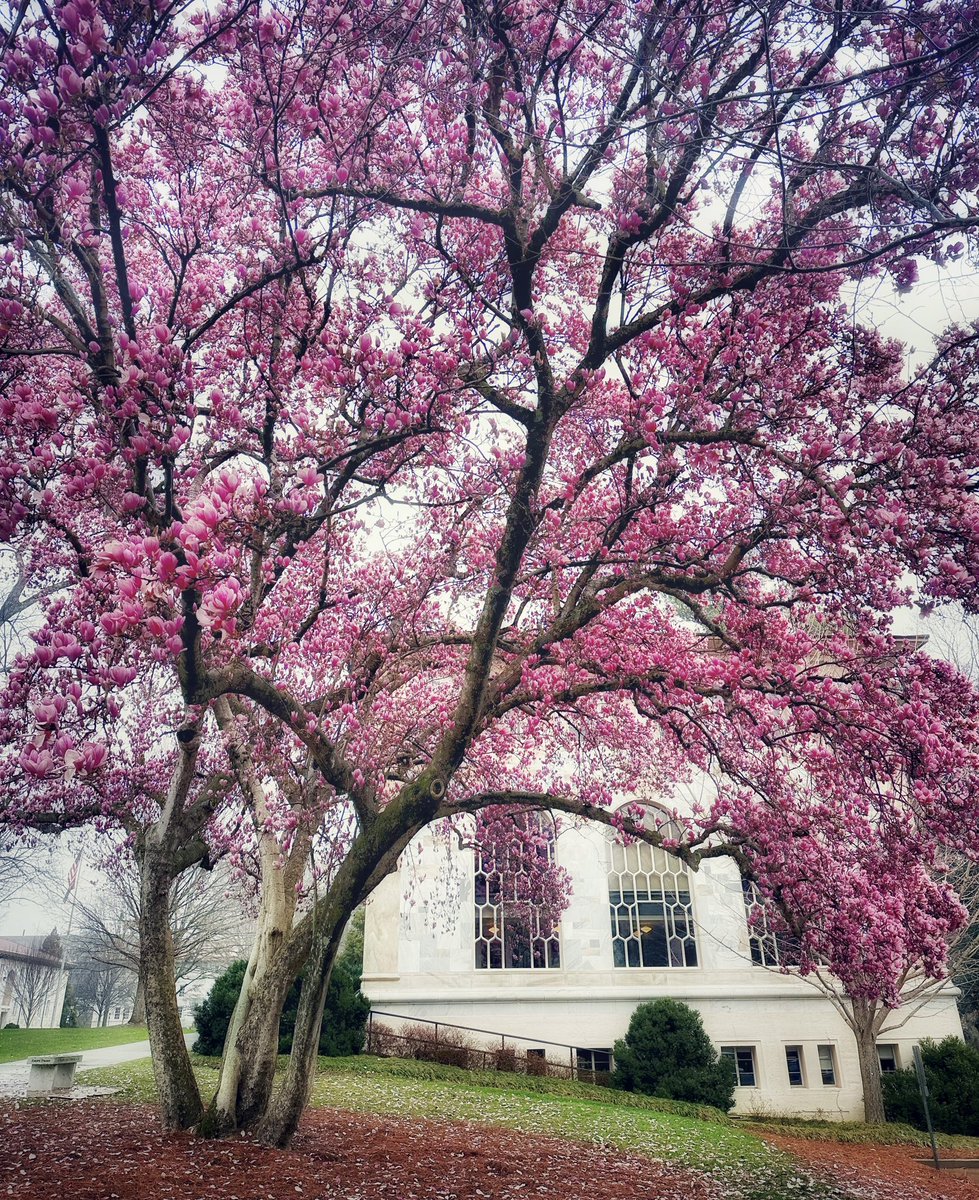 It’s spring <a href="/EmoryUniversity/">Emory University</a>!