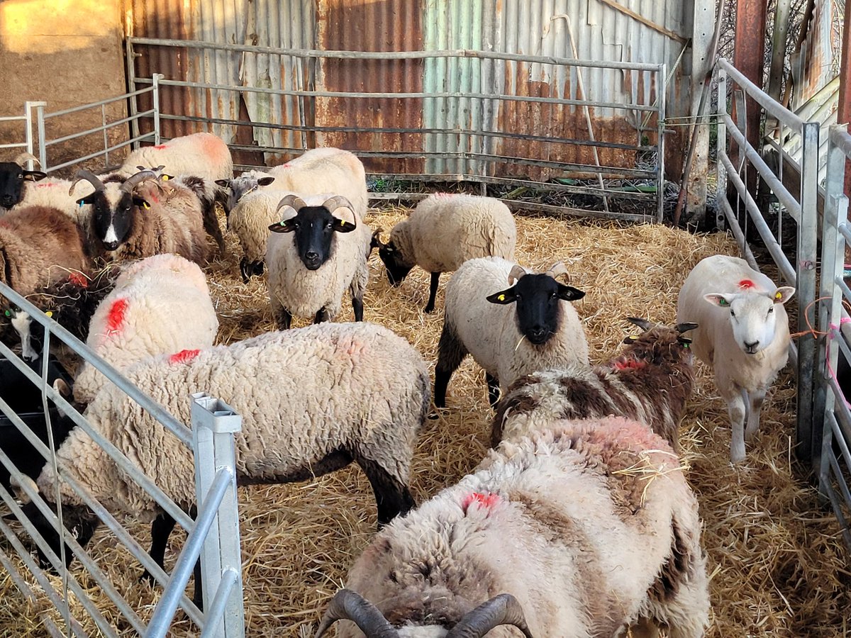 GWakelingWriter's tweet photo. 🌱 NEW VIDEO 🌱 

The maternity wards are up and running! 😊🐑🐖 

https://t.co/W4phKjycf3 https://t.co/Y4F6ca6Ws7