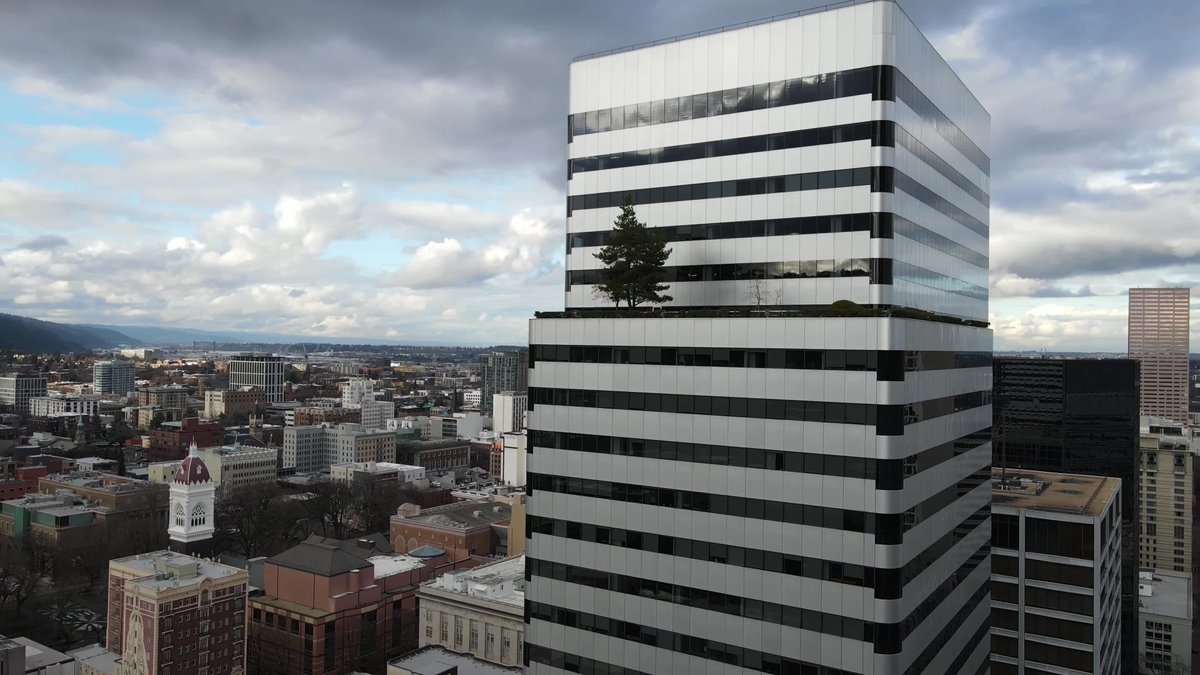 Portlanders often marvel at the full-grown pine tree perched on top of the Pacwest Center's 25th floor. But to my knowledge, no one's ever written an article about it. Turns out the tree is a bit of a local wonder: tinyurl.com/ydntf8ke