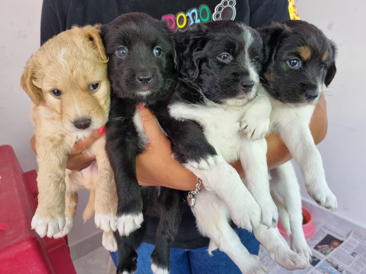 ONG Cão Sem Dono tweet media