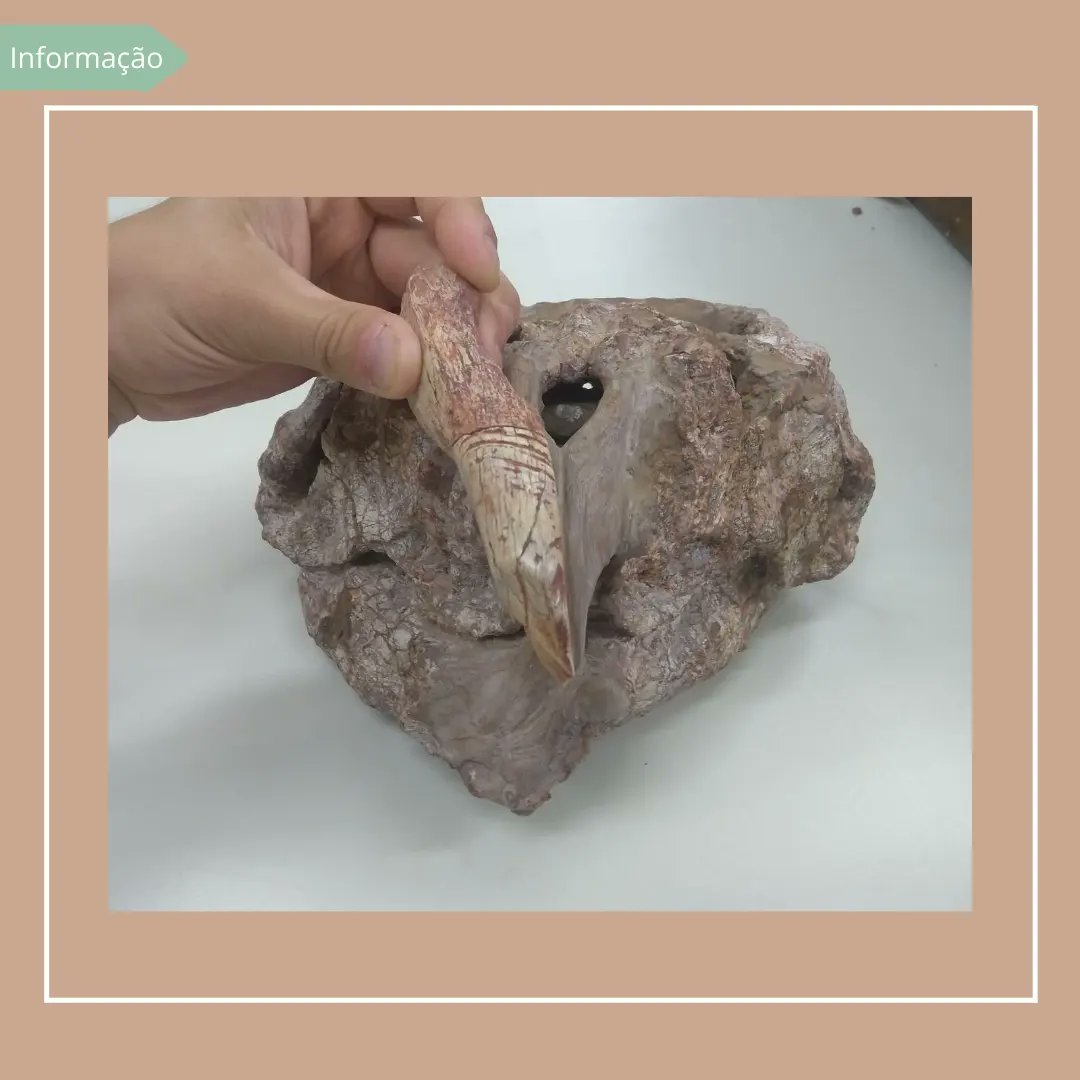 cappaufsm's tweet photo. #paleontology #paleontologia #biologia #biology #rincossauro #pesquisa #research #fatooufake https://t.co/iI7hbJuxud