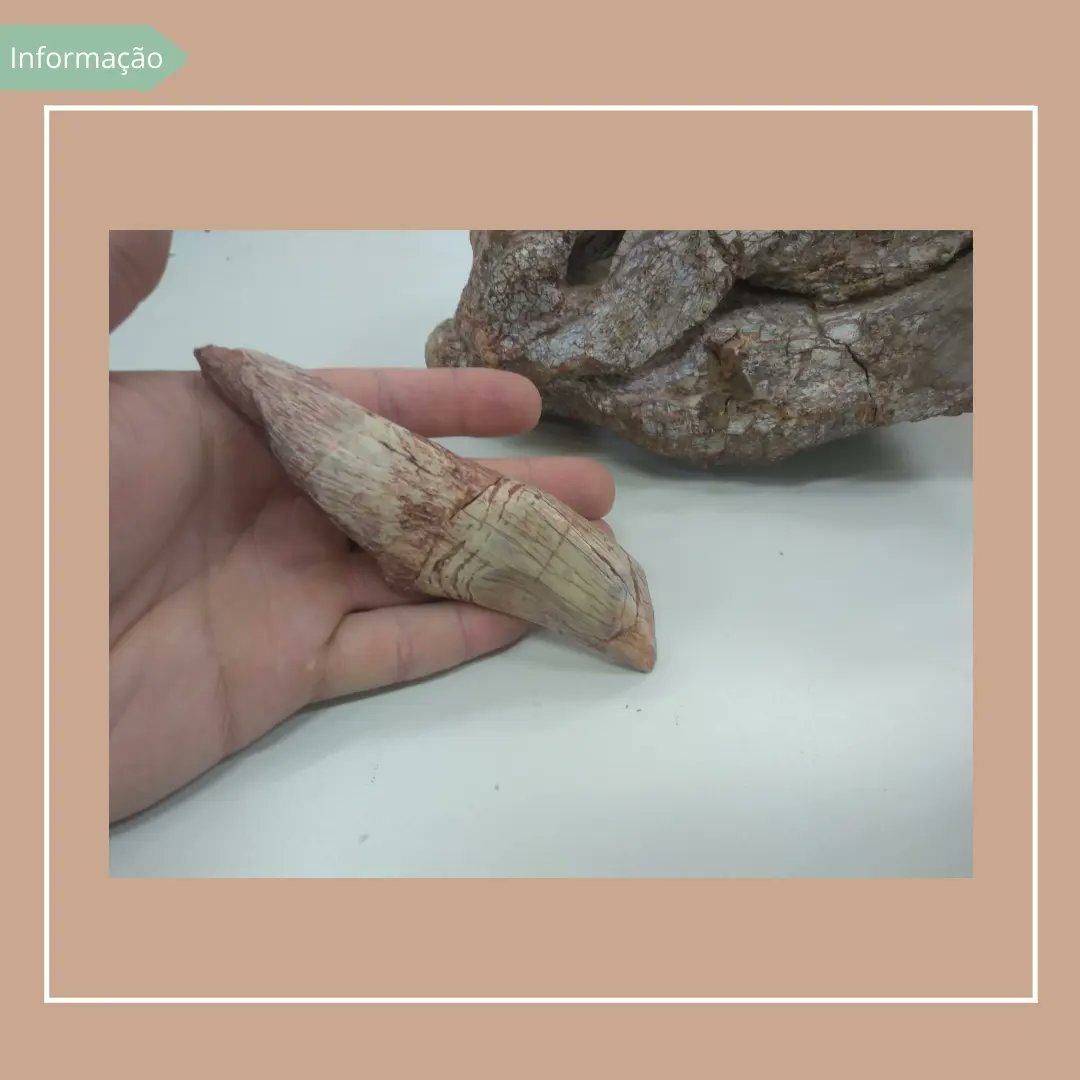 cappaufsm's tweet photo. #paleontology #paleontologia #biologia #biology #rincossauro #pesquisa #research #fatooufake https://t.co/iI7hbJuxud