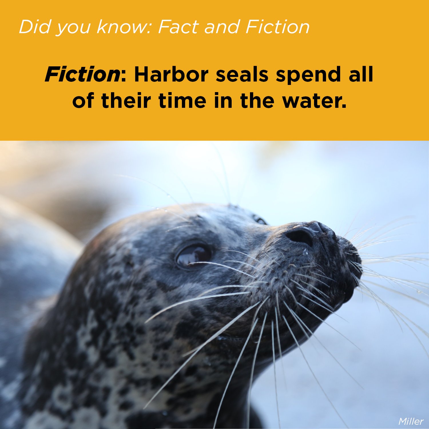 Oregon Coast Aquarium on Twitter "Galumphing into today's DidYouKnow