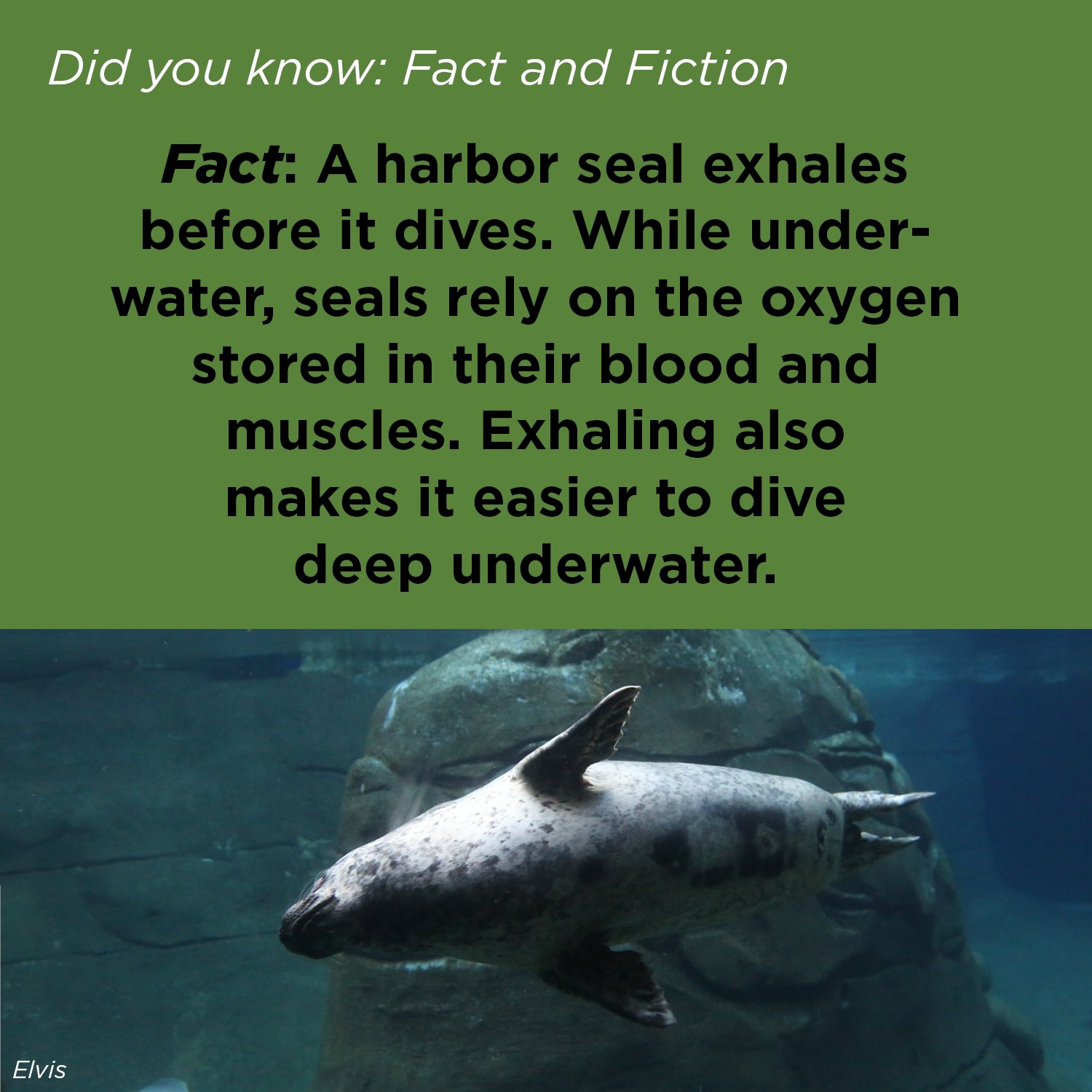 Oregon Coast Aquarium on Twitter "Galumphing into today's DidYouKnow