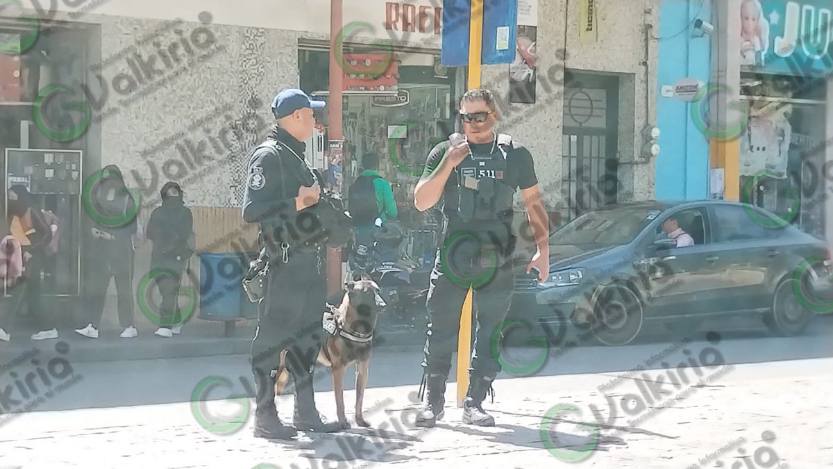 valkiriaonline's tweet image. #TexmelucanSeguro 🚨

🦮 Binomios caninos y elementos de Seguridad Pública de San Martín #Texmelucan realizan recorridos para salvaguardar la seguridad ciudadana 👮.

#QuincenaSegura 🙌.
#CuidémonosTodos 🤝.

#ValkiriaOnLine ®.