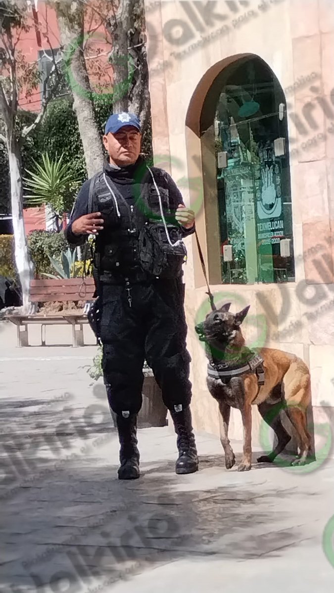 valkiriaonline's tweet image. #TexmelucanSeguro 🚨

🦮 Binomios caninos y elementos de Seguridad Pública de San Martín #Texmelucan realizan recorridos para salvaguardar la seguridad ciudadana 👮.

#QuincenaSegura 🙌.
#CuidémonosTodos 🤝.

#ValkiriaOnLine ®.