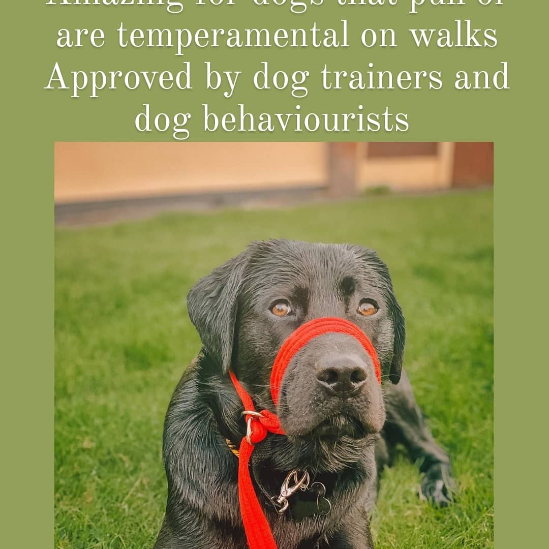 #dog #dogwalking #pets #dogoftheday #doglife #dogsarefamily #uk #usa #canada #europe #doglover #trending #dogs #etsy #etsyshop #etsyseller #etsysmallbusiness #DogsofTwittter @AllDogsMatter @GoodVetPetGuide