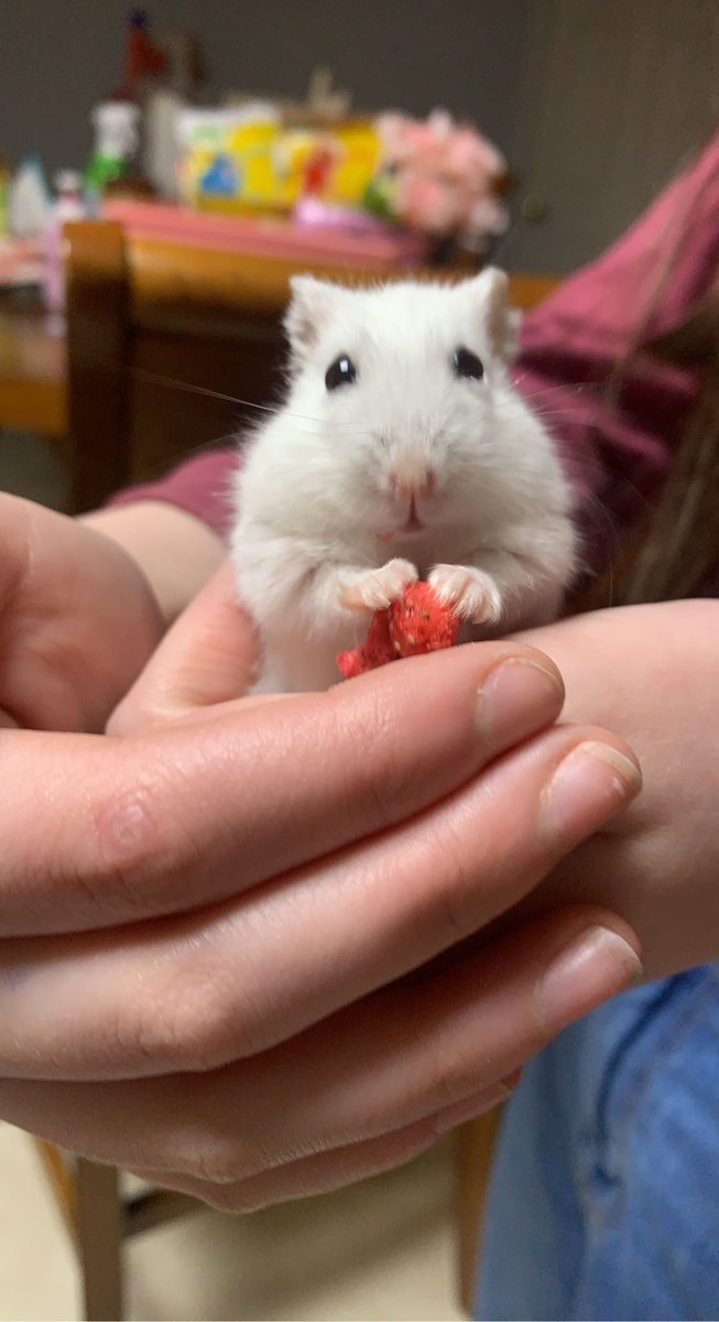 Biscuit holding a little strawberry is my favorite picture atm