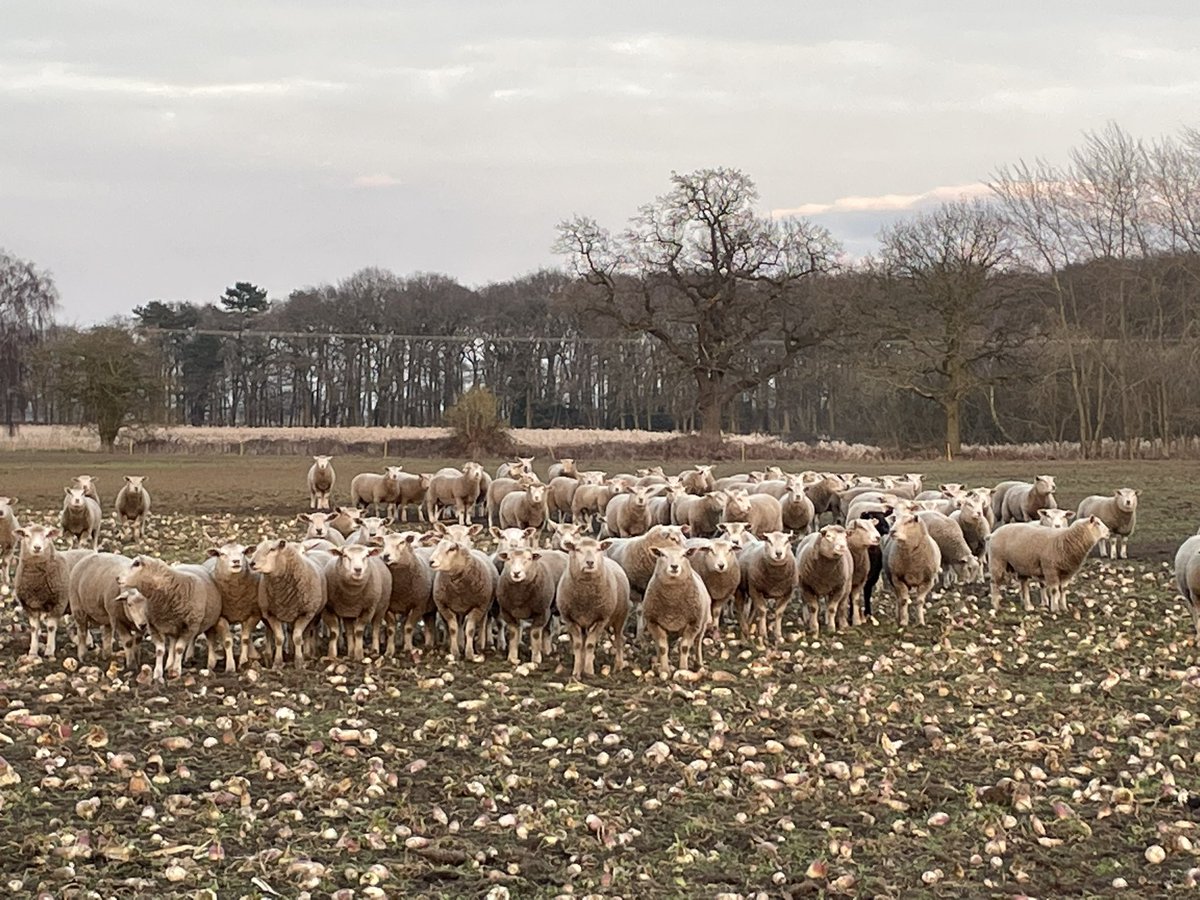 roseannebat's tweet photo. @MeatLinc @cattlefinishers Thank you for a great tour of your farms. Showing us how you and your neighbours work together to create sustainable farming systems that work @TheAHDB @Tim_J_Rycroft @WillJAgri @SamCharlton18 https://t.co/3gegxHP7Fk
