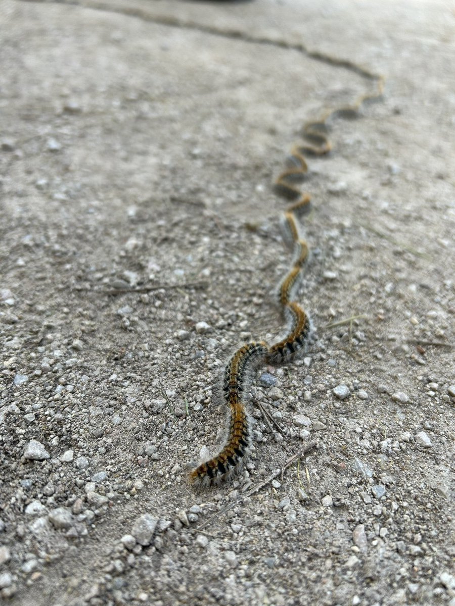 MariaCrespiBen's tweet photo. Time to bury🐛  
#Thaumetopoea #pityocampa #processionary #february @ZoologiaUIB https://t.co/cA0z0kSdjb