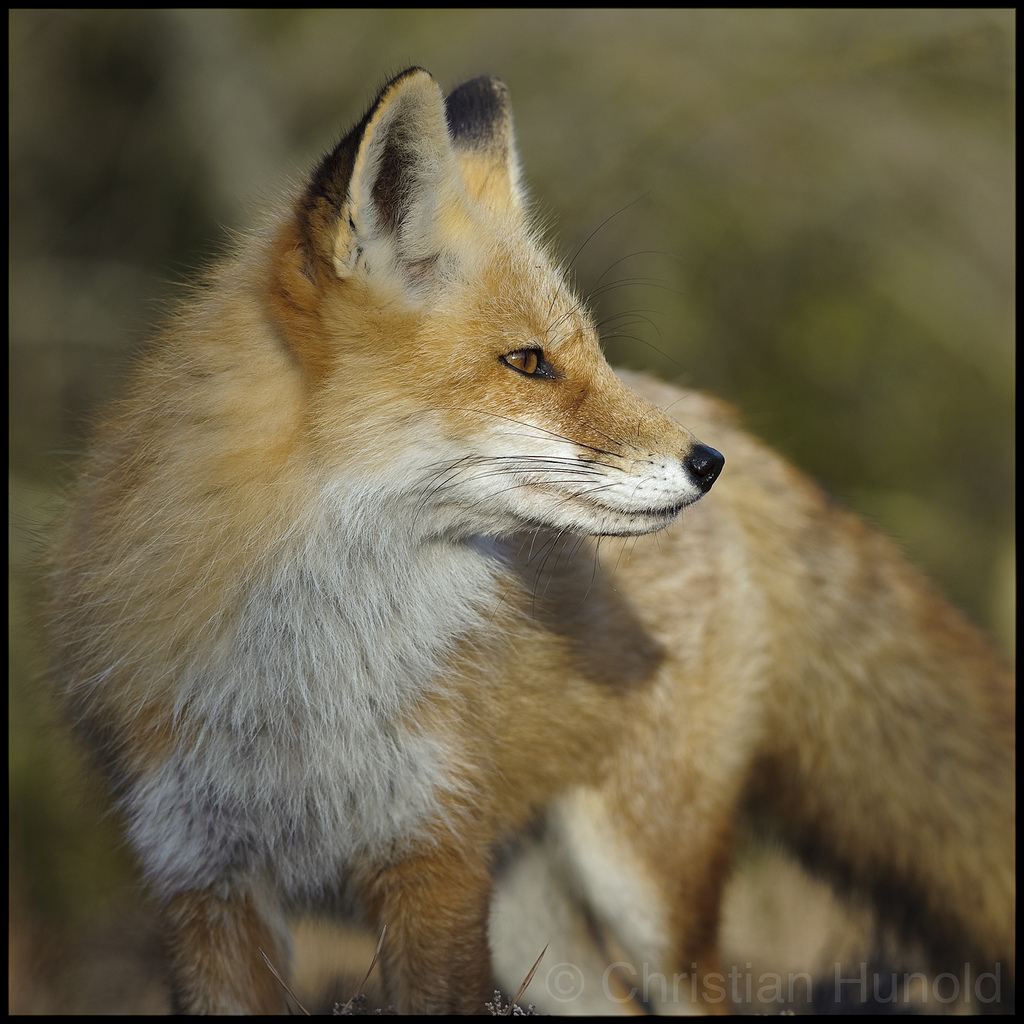 hourlyfoxes's tweet photo. HourlyFoxes presents: https://t.co/3I97pPrElK