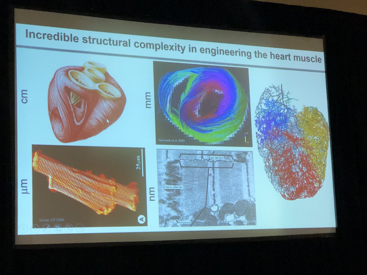 SeanM_Wu's tweet photo. Milica Radisic @ U of Toronto describe the use of engineered tissue to model disease phenotype & create vascularized constructs @ #KeystoneSymposia on Cardiac Dev & Dz. macrophages are important player in EHT vascularization! @EpelmanLab https://t.co/o4Q2BokDdj