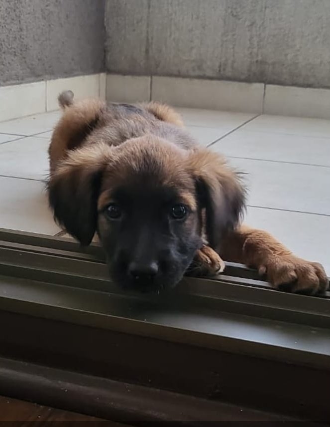 AnimalParaiso's tweet photo. Esta pequeña hermosura de tres meses de edad se encuentra buscando hogar en Santiago (Macul), está con sus vacunas y vet al día.

Contacto y más información al celular +56 9 9776 2659. https://t.co/RCgbovvnDn