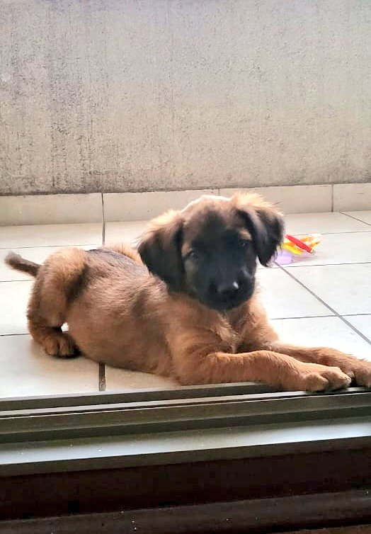 AnimalParaiso's tweet photo. Esta pequeña hermosura de tres meses de edad se encuentra buscando hogar en Santiago (Macul), está con sus vacunas y vet al día.

Contacto y más información al celular +56 9 9776 2659. https://t.co/RCgbovvnDn