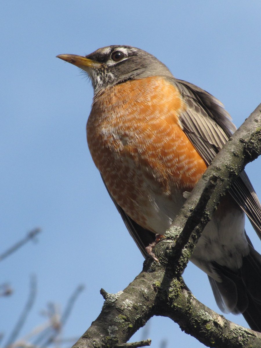 MikaCronin's tweet photo. Another day, another campus bird 📸 #bird #photo #photograghy #nature #wildlife #wildlifephotography https://t.co/U6kciaeupv