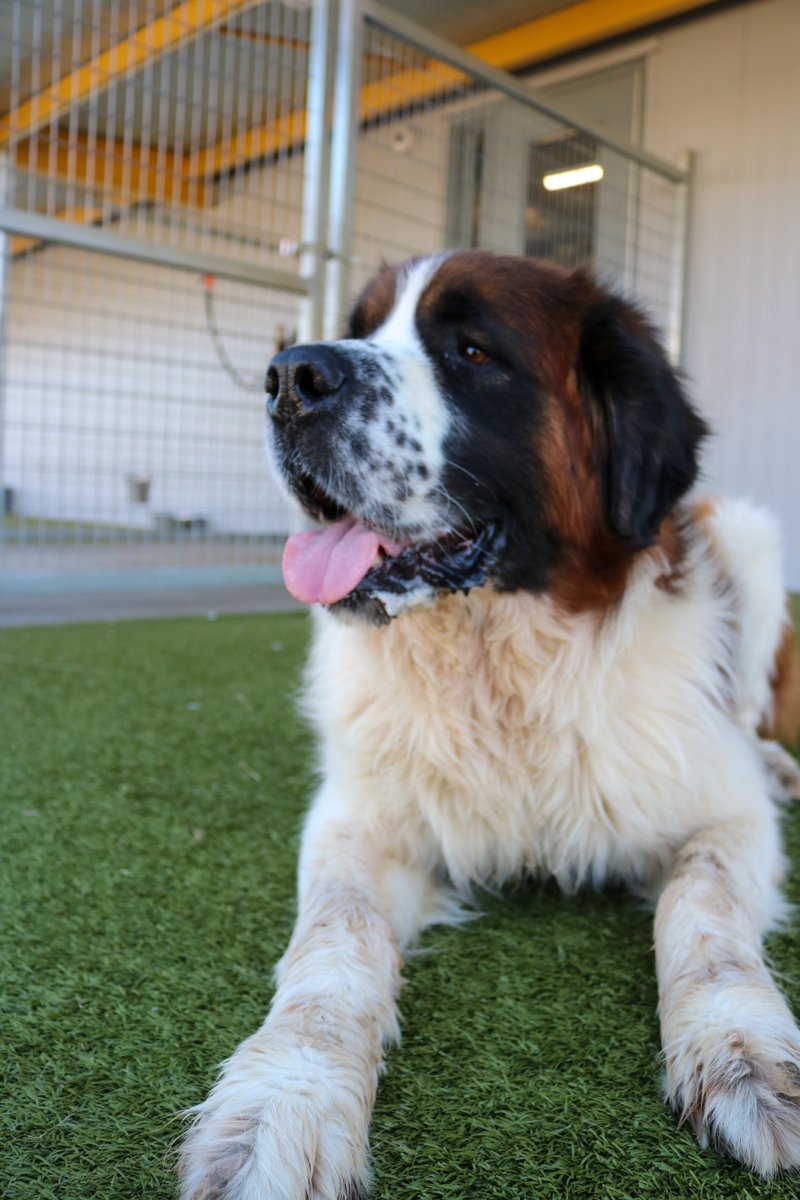 fwacc_'s tweet photo. Meet Toby, a 6 yr old St. Bernard who is looking for his forever home! He may not be as famous as Beethoven, but he's definitely as lovable!
Come meet Toby at 351 Hillshire Dr, Haslet, TX 76052
Open 12-6 pm daily
 #AdoptToby #StBernardLove #BigHeartBigDog #love #Adopt #FortWorth https://t.co/iGy1KqTaQU