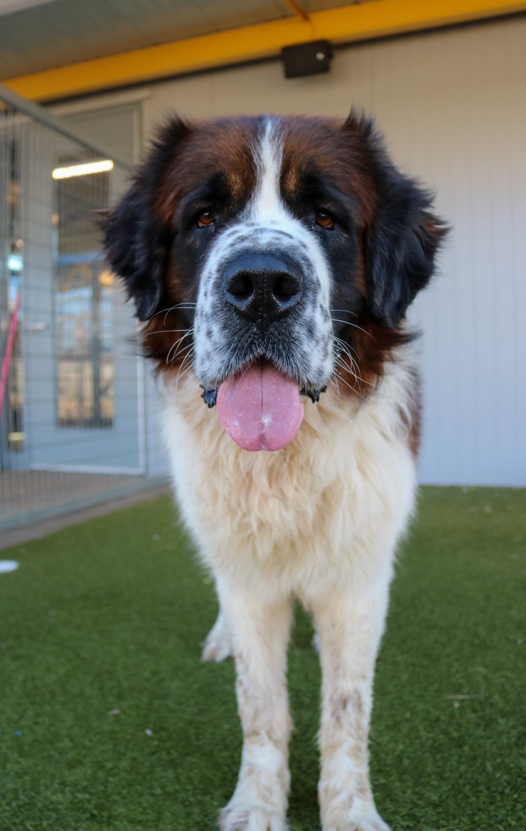 fwacc_'s tweet photo. Meet Toby, a 6 yr old St. Bernard who is looking for his forever home! He may not be as famous as Beethoven, but he's definitely as lovable!
Come meet Toby at 351 Hillshire Dr, Haslet, TX 76052
Open 12-6 pm daily
 #AdoptToby #StBernardLove #BigHeartBigDog #love #Adopt #FortWorth https://t.co/iGy1KqTaQU