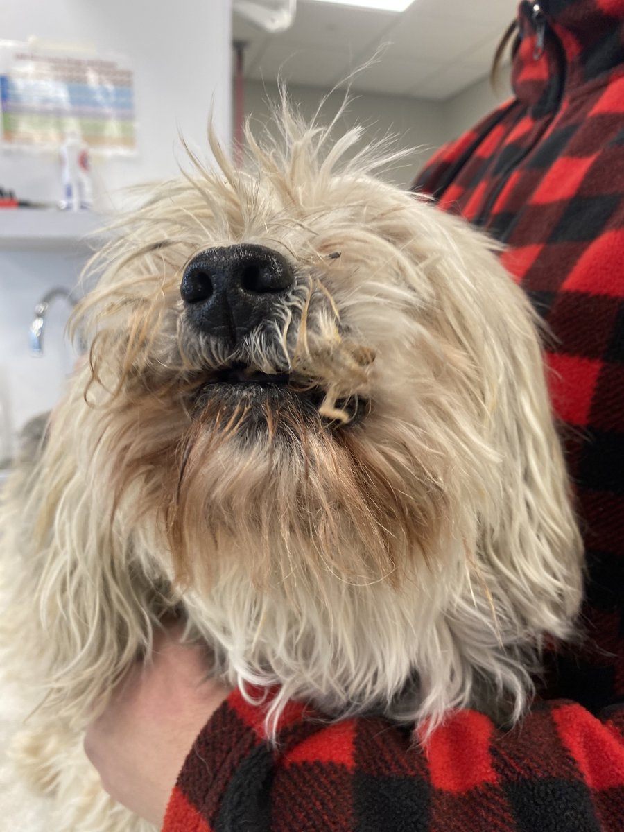 BC_SPCA's tweet photo. When senior boys, Sam &amp; Peanut arrived they were thick with mats, dirt &amp; grime, &amp; their oral health is in a shocking condition. Once they are healthy, we can't wait to find them a loving home together! Could you help them on their journey? https://t.co/xJ7CQ4i0VT #bcspca https://t.co/tB3L0OlWzw
