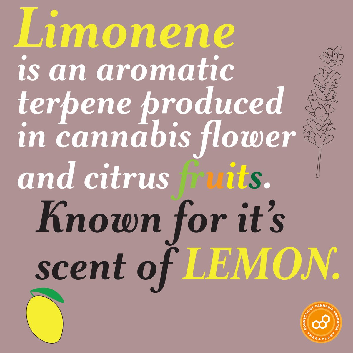 TheraplantLLC's tweet photo. Limonene, SOME of what you should know!
Cannabis contains many different terpenes that add to the entourage effect of cannabis (theory that different compounds in cannabis work synergistically to create uniquely beneficial effects) 🍋
This content is intended for individuals 21+ https://t.co/korCeTlHKN