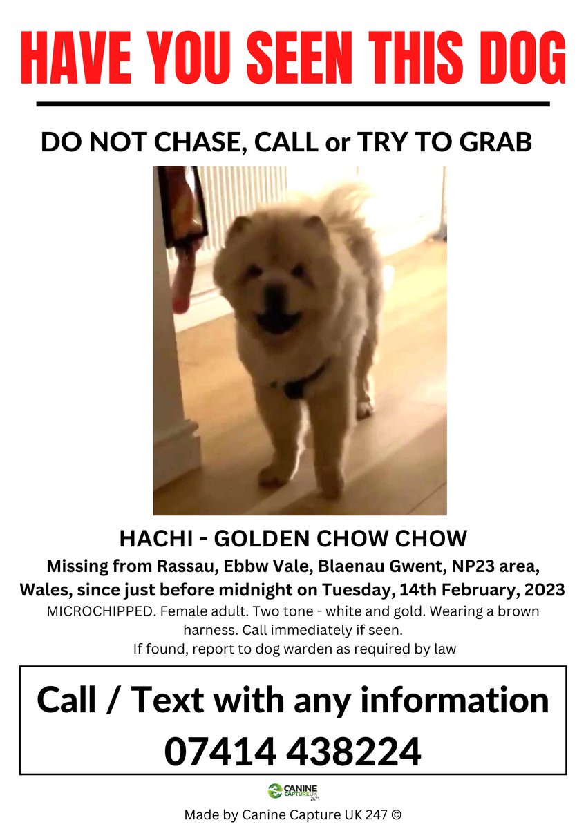 SIGHTINGS ONLY NEEDED - DO NOT CHASE - NERVOUS AND RECENTLY RESCUED BY OWNER #HACHI IS #MISSING from #Rassau, #EbbwVale, #BlaenauGwent, #NP23 area Wales, since just before midnight on Tuesday, 14th February, 2023 facebook.com/groups/6863458…