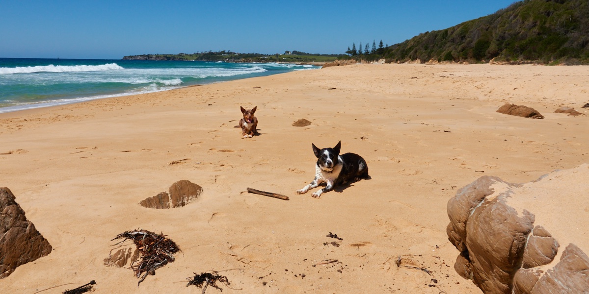 Hey hey hey it's a beeyootiful day and we's ready to play. C'mon frends let's go to the beach 🌞⛱️
#Australia #thursdaymorning #beachparty