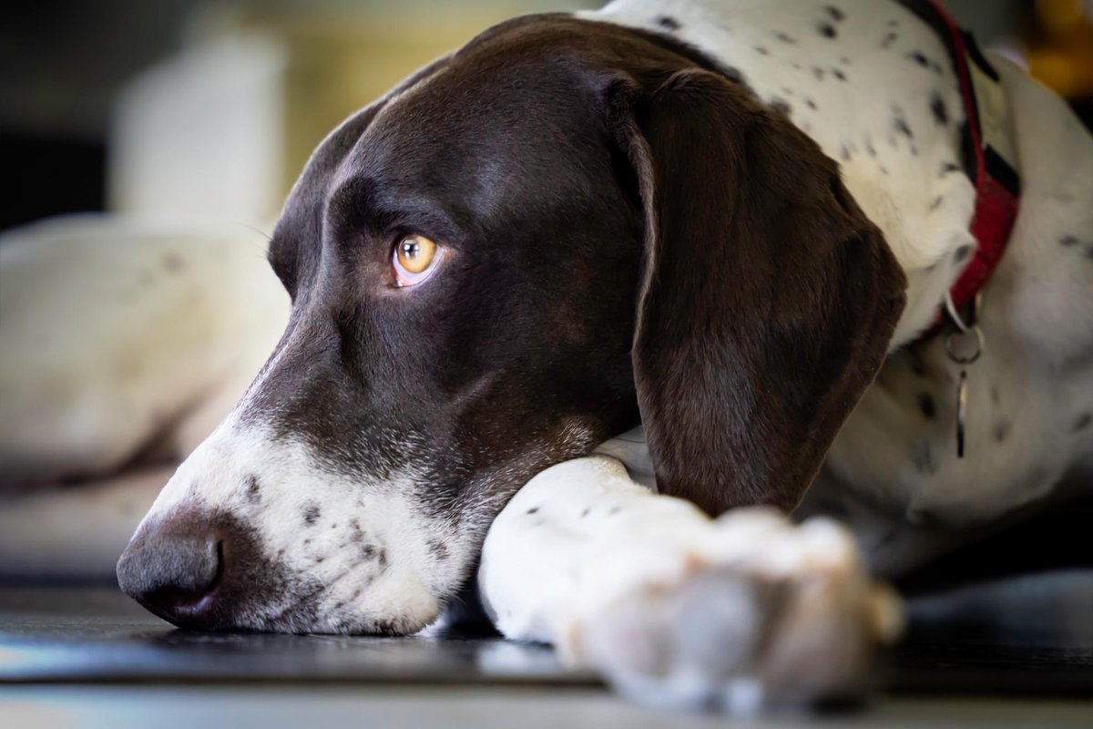 Elisa Terry (@elisaterry19) on Twitter photo "An animal's eyes have the power to speak a great language."
-Martin Buber
Pet Photography by Elisa Terry
For bookings DM or email: elisaterrystudio@gmail.com
elisaterry.art
instagram.com/elisaterry
linktr.ee/elisaterry
#elisaterryphotography #womenphotographers #pets "An animal's eyes have the power to speak a great language."
-Martin Buber
Pet Photography by Elisa Terry
For bookings DM or email: elisaterrystudio@gmail.com
elisaterry.art
instagram.com/elisaterry
linktr.ee/elisaterry
#elisaterryphotography #womenphotographers #pets