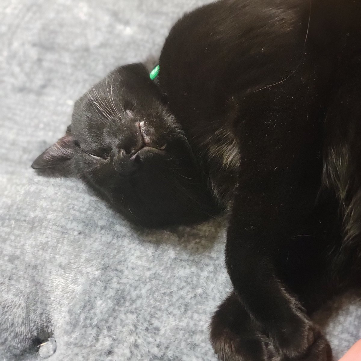Nan__0516's tweet photo. 9ヶ月！
これからもすくすく育っ……
ダイエット一��にがんばろうね😂
#黒猫なん
#黒猫
#猫のいる暮らし
#9htanniversary https://t.co/kfs9KLybwJ