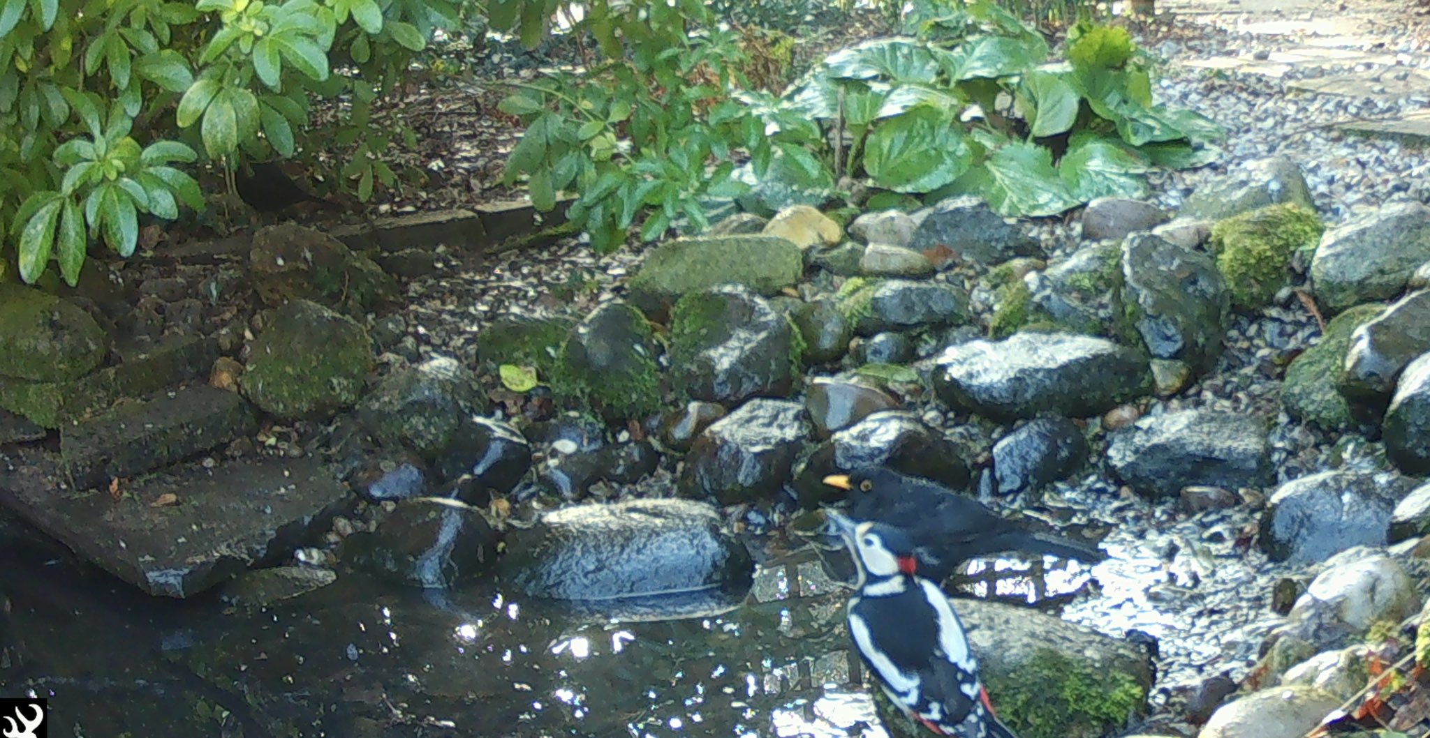 The Birding Doctor (Birding_Doctor) / Twitter