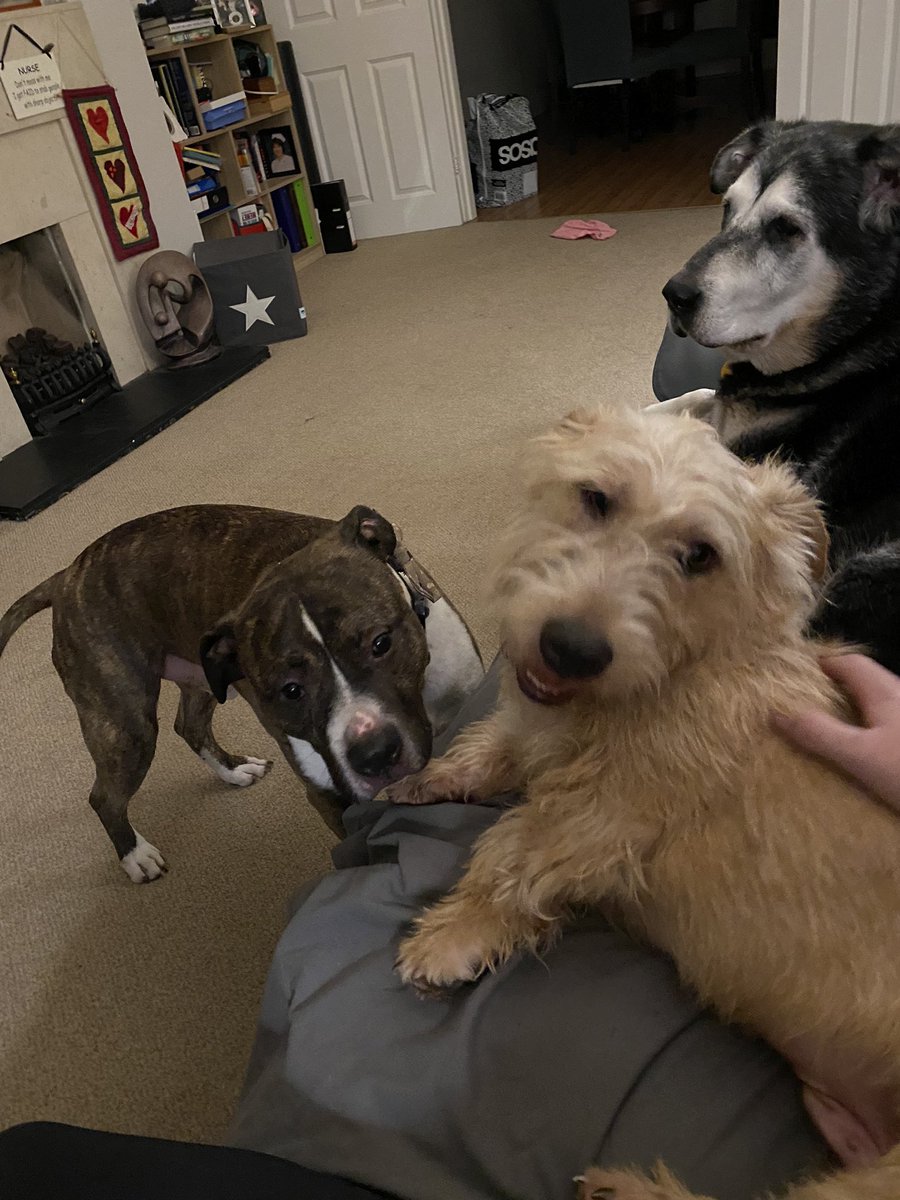 dublingrowndog's tweet photo. Guys!!!! Doggo meeting on the couch. #justrustythings we want snacks spare human. #tazio #nishi https://t.co/ZIdvtqRcwj